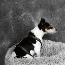 Charger l'image dans la galerie, Harnais marron et noir pour chien