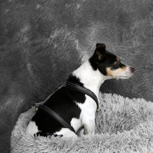 Charger l'image dans la galerie, Harnais noir pour chien