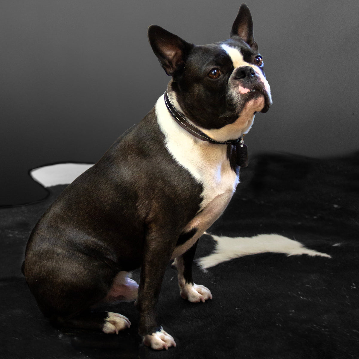 Chien Boston Terrier assis portant un collier en cuir noir, portrait studio sur fond sombre