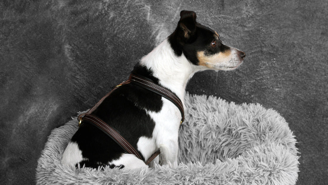 Harnais cuir sur mesure pour chien, fabriqué à l'atelier Ruffieux Création à Crésuz