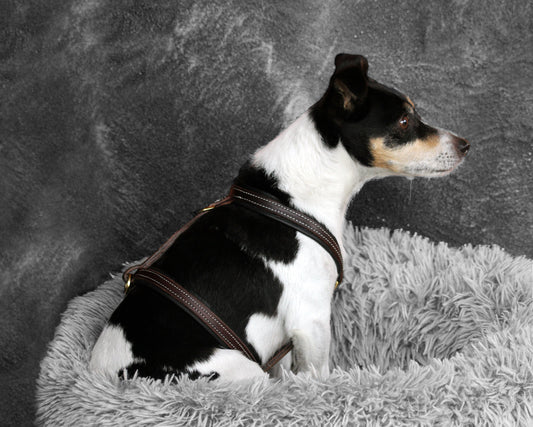 Harnais marron et noir pour chien