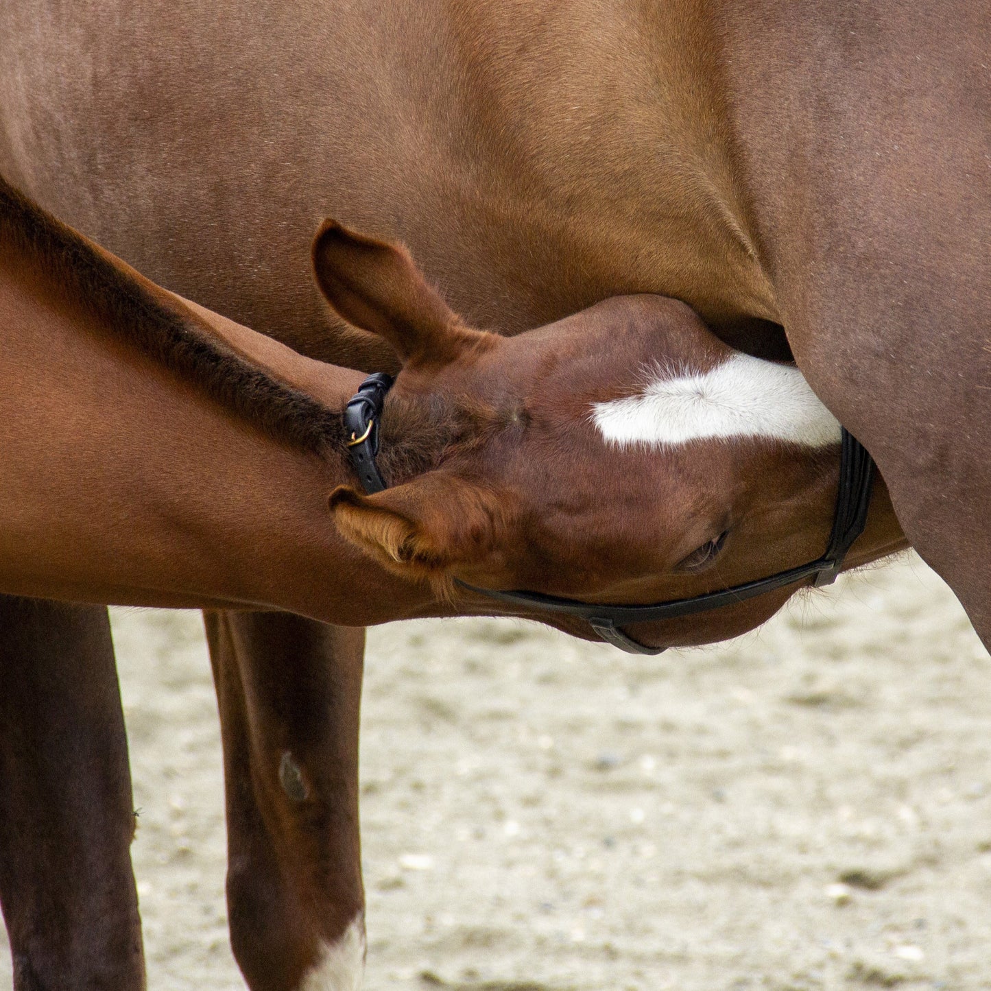 Licol de présentation sur mesure en cuir noir