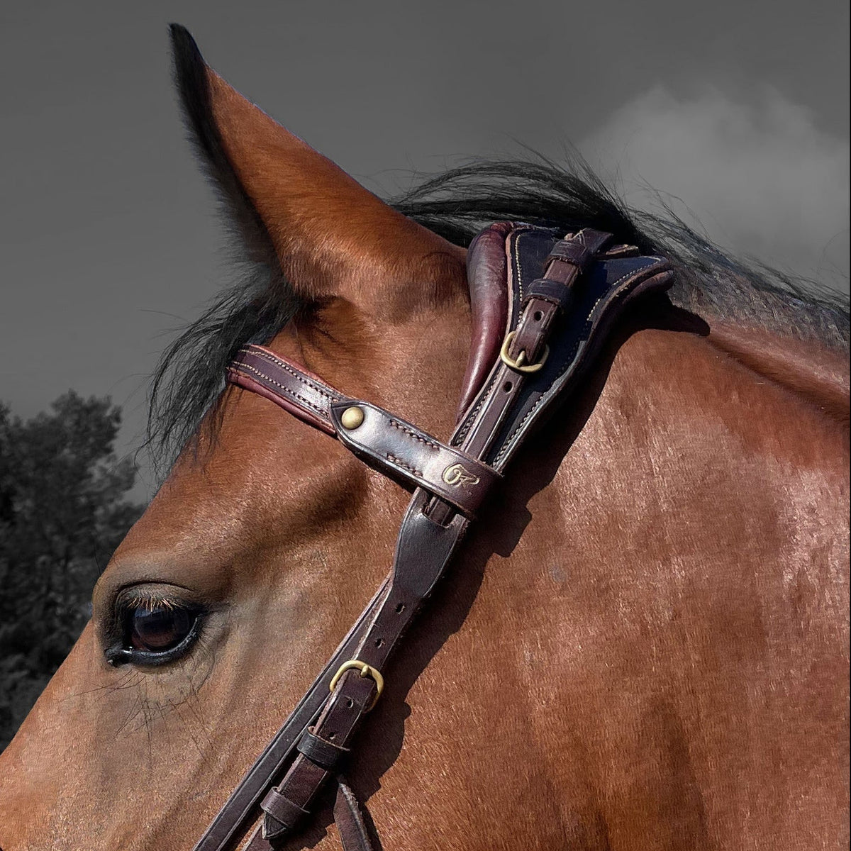 Bridon en cuir brun avec boucles dorees ajuste sur la tete d'un cheval bai
