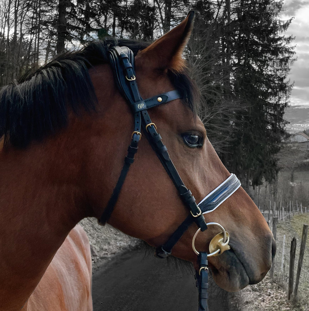 Cheval Franches-Montagnes portant un bridon de dressage en cuir noir sur-mesure, sellerie, Ruffieux Création en Suisse