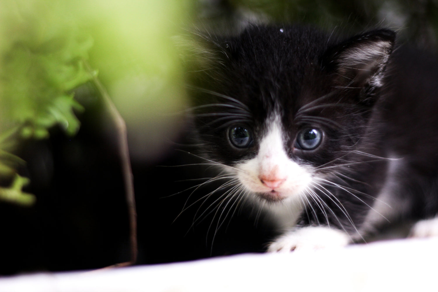 Chaton noir et blanc curieux dans la verdure, futur joueur des souris pour chats Ruffieux Création