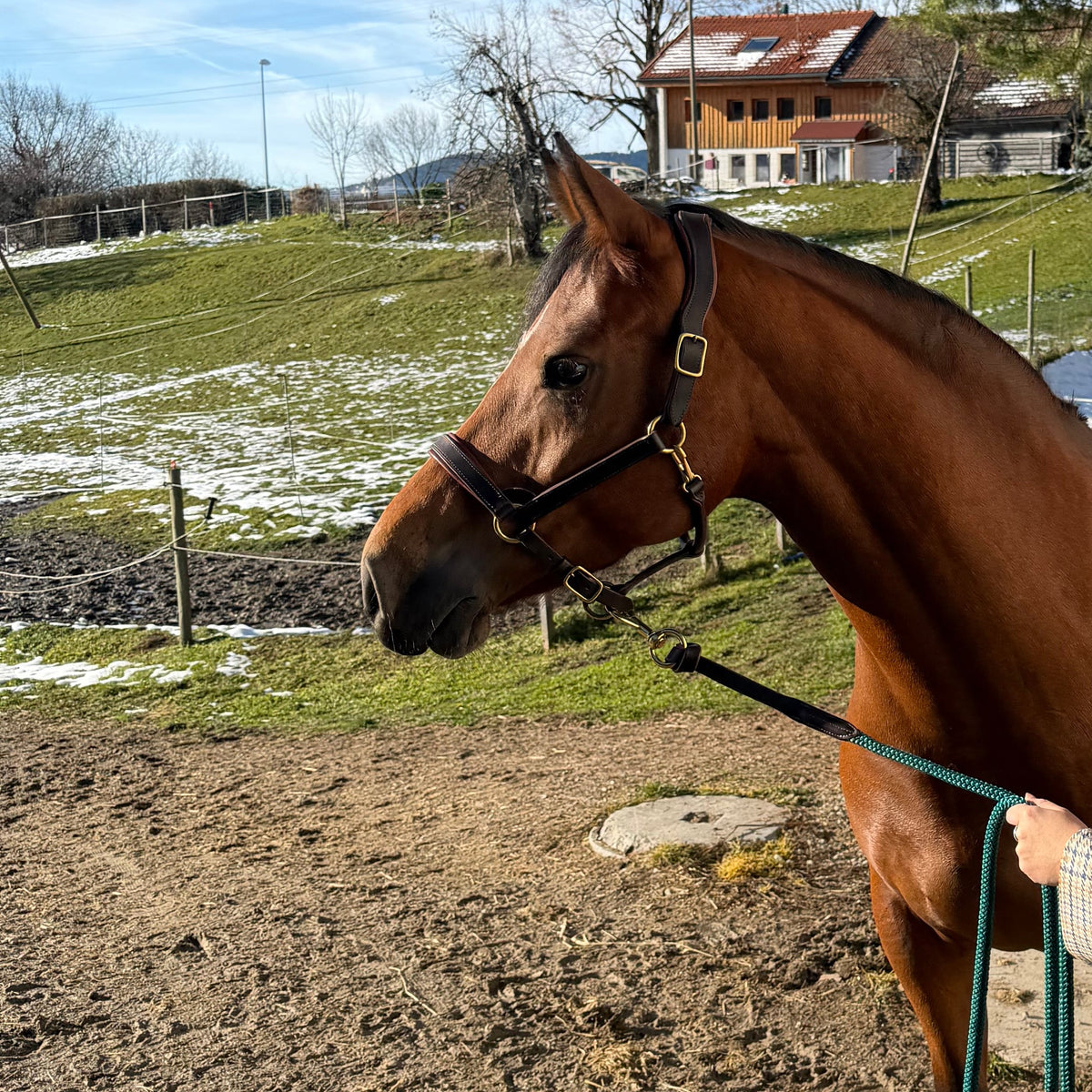 Cheval bai portant un licol en cuir avec longe, équipement équestre sur-mesure Ruffieux Création en Suisse