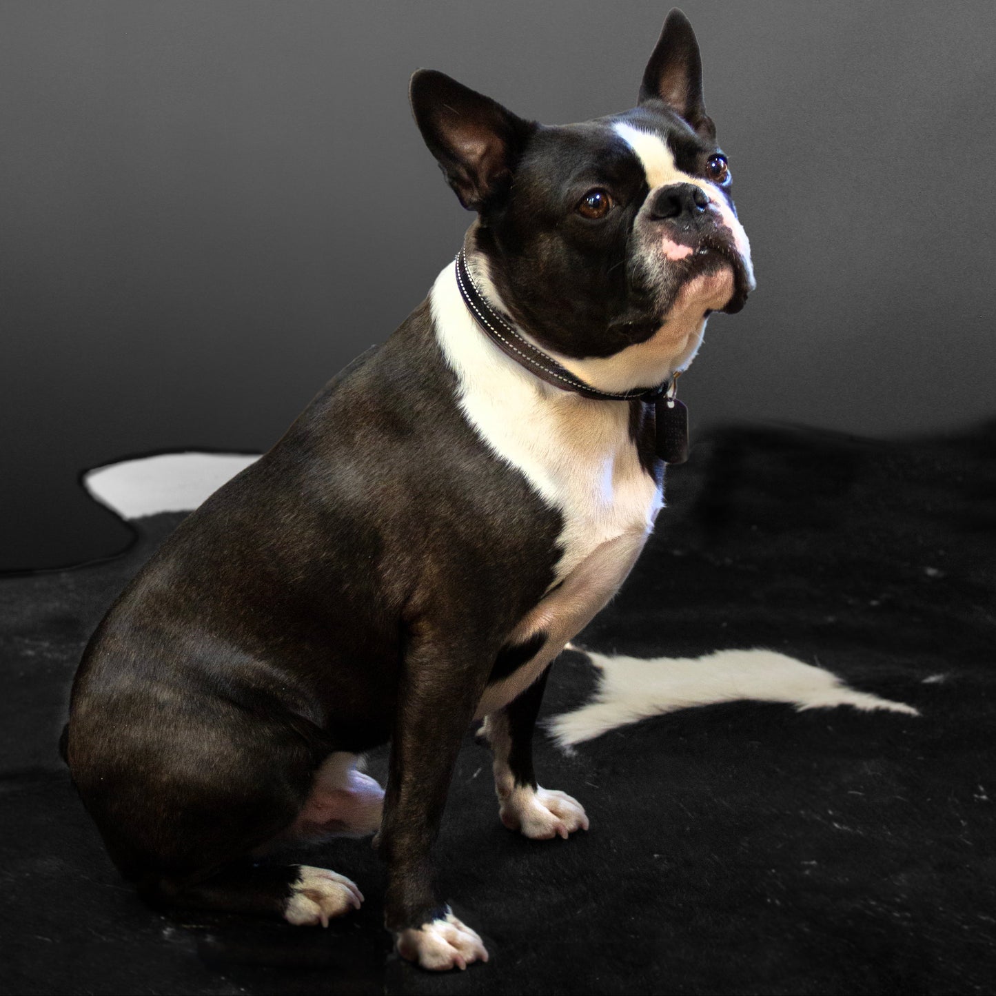 Chien Boston Terrier assis portant un collier en cuir noir, portrait studio sur fond sombre