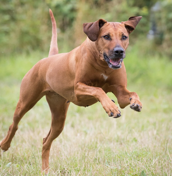 Rhodesian Ridgeback en pleine course dans l'herbe, esprit actif et nature de l'univers Ruffieux Création