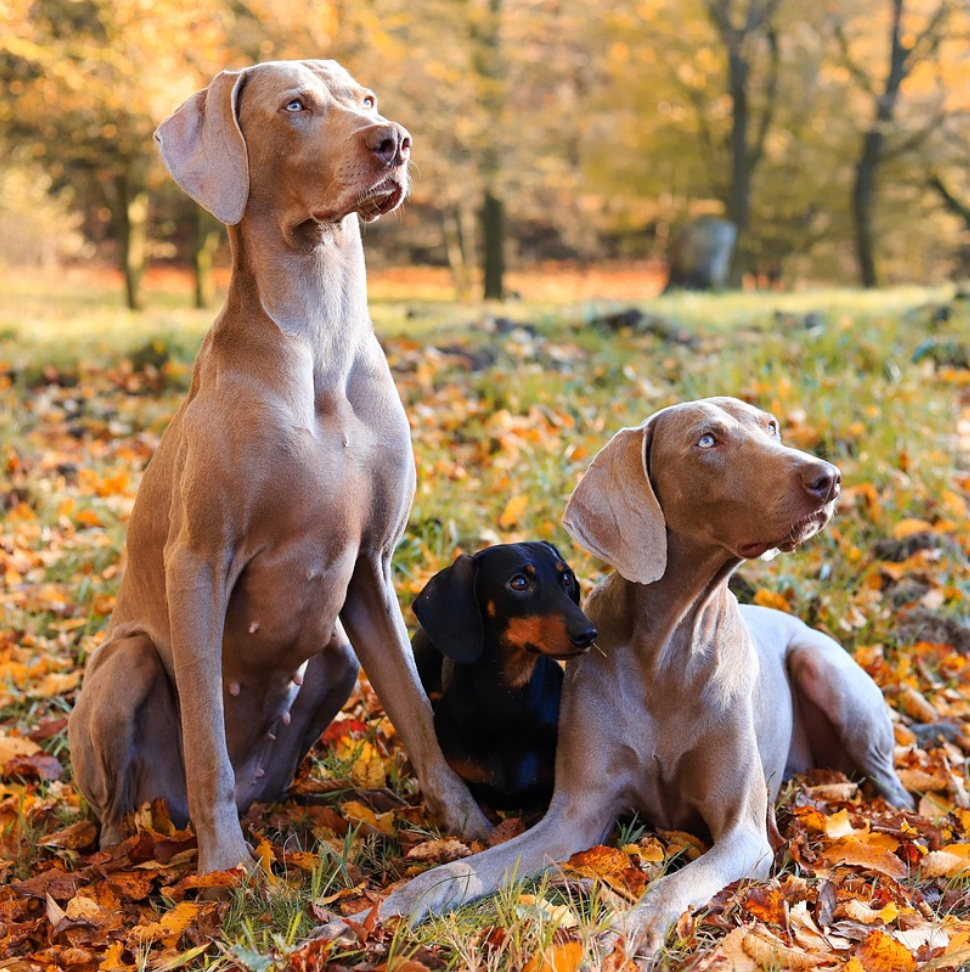 Braques de Weimar et teckel dans les feuilles d'automne, ambiance familiale de l'atelier Ruffieux Création