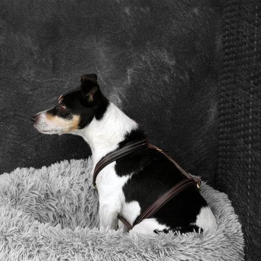 Jack Russell portant un harnais en cuir brun, assis dans son panier, vue d'ensemble