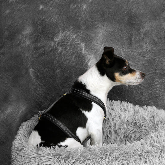 Jack Russell portant un harnais en cuir noir, assis de profil