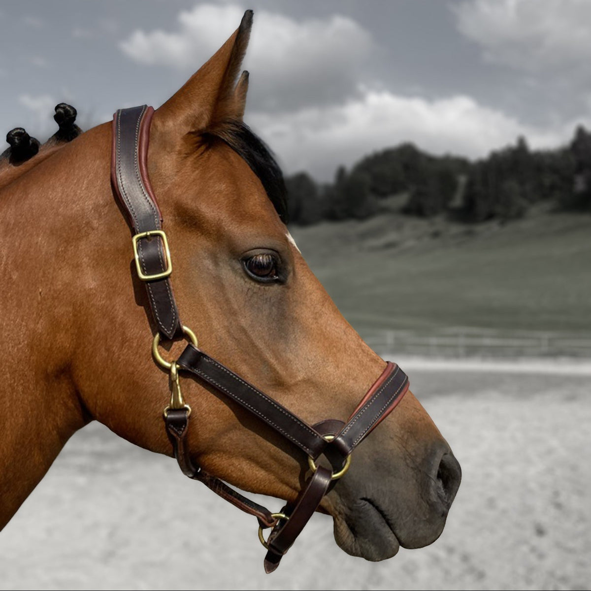 Licol anatomique en cuir sur-mesure porté par un cheval bai, façonné à la main par Ruffieux Création en Suisse