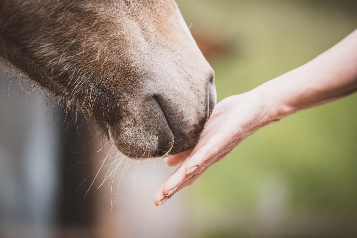 Poulain venant chercher la main de sa propriétaire, confort et respect du cheval au coeur du travail du cuir Ruffieux Création