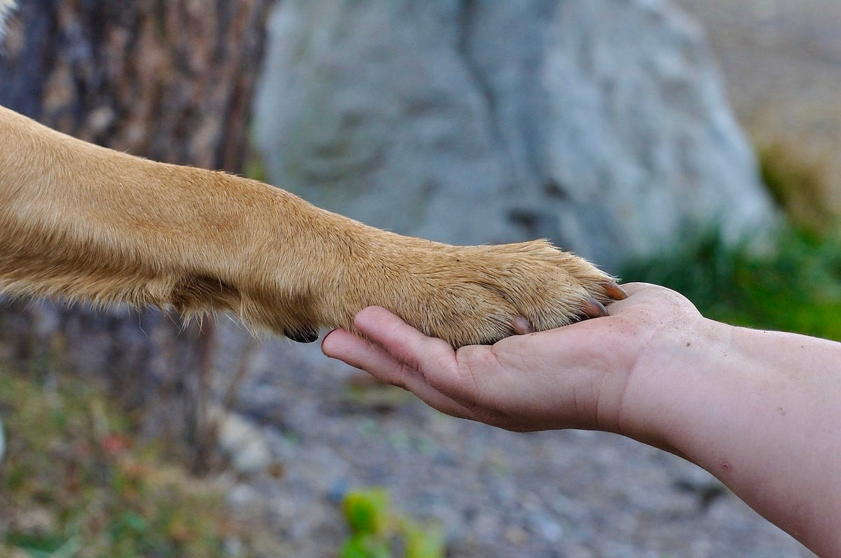 Patte d'un chien deposee dans une main humaine, symbole de confiance et de complicite