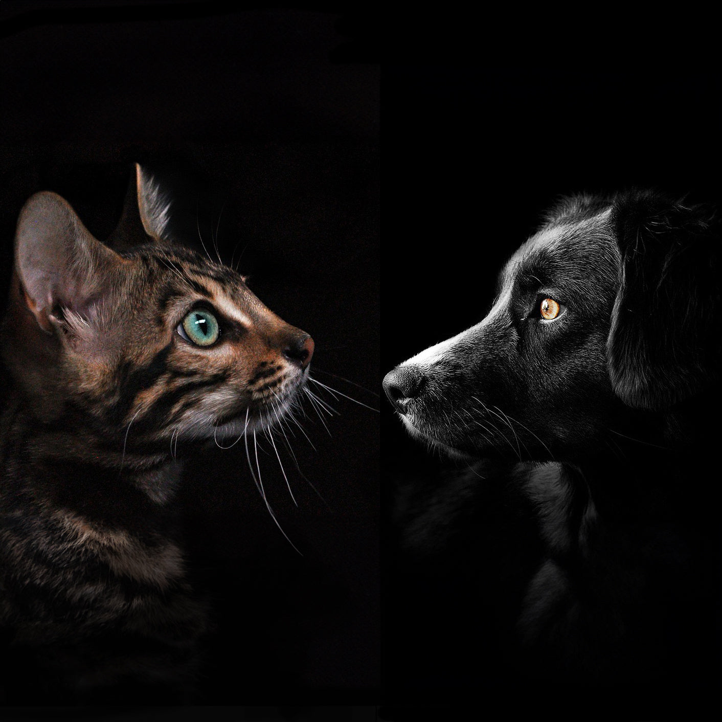 Portrait studio d'un chat et d'un chien face a face sur fond noir