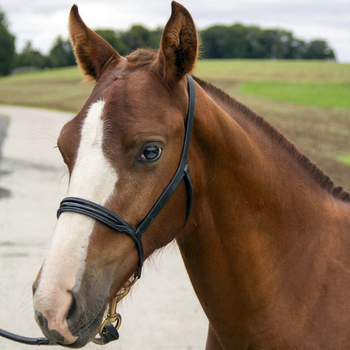 Portrait d'un cheval bai avec licol de corde en exterieur pres d'un champ