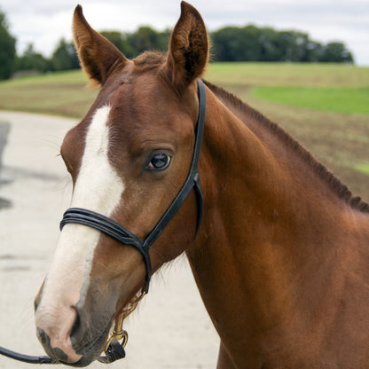 Portrait d'un cheval bai avec licol de corde en exterieur pres d'un champ