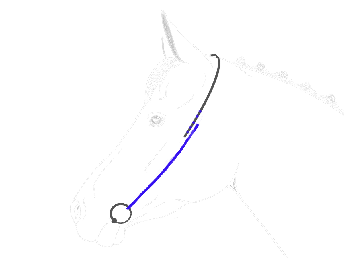 Illustration schematique d'une tete de cheval avec bride, montant mis en evidence en bleu
