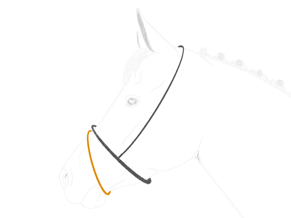 Illustration schematique d'une tete de cheval avec bride, partie basse de la muserolle mise en evidence