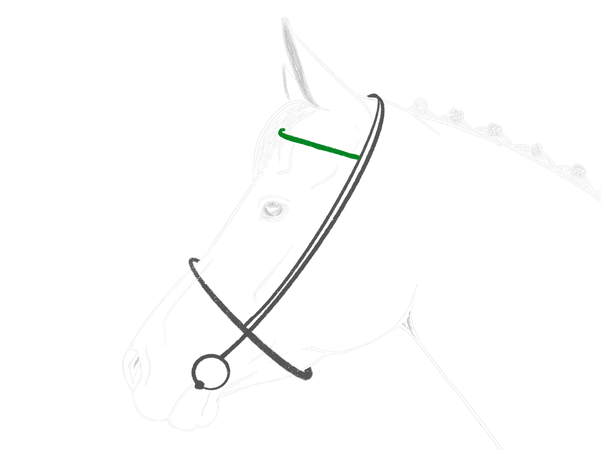 Illustration schematique d'une tete de cheval avec bride, muserolle mise en evidence