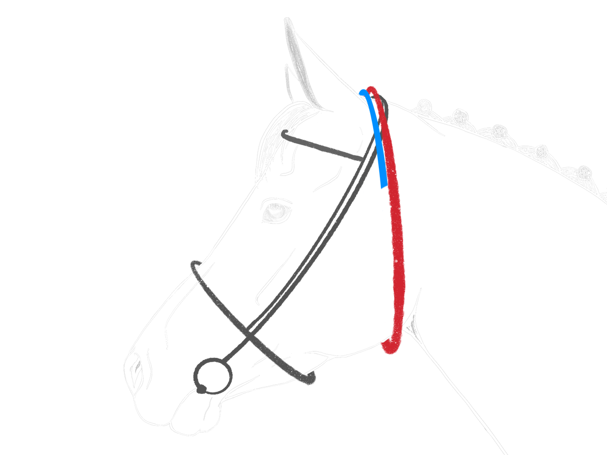 Schéma anatomique de la tête du cheval montrant le tracé du sous-gorge en cuir, sellerie sur-mesure Ruffieux Création