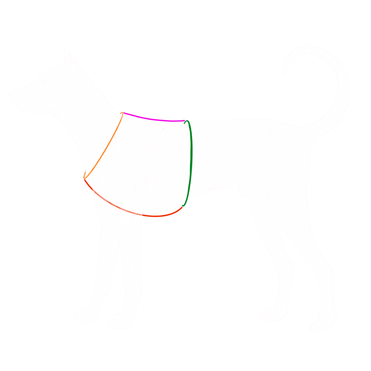 Schema anatomique du chien montrant le squelette avec lignes de mesure pour l'ajustement du harnais