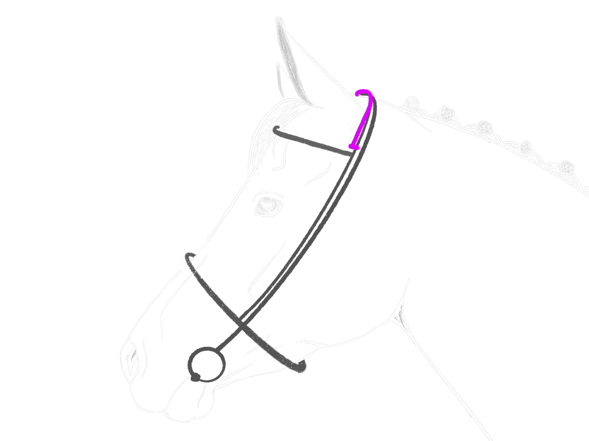 Schéma anatomique de la tête du cheval montrant l'emplacement de l'attache de dessus de têtière en cuir, sellerie sur-mesure Ruffieux Création
