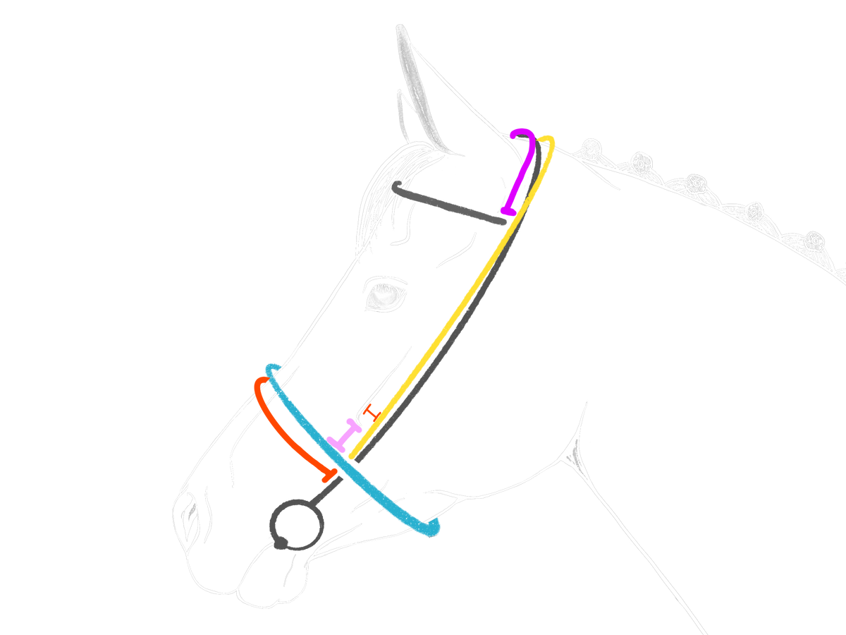Schéma anatomique de la tête du cheval avec les points de mesure pour une muserolle de chasse en cuir sur-mesure, Ruffieux Création
